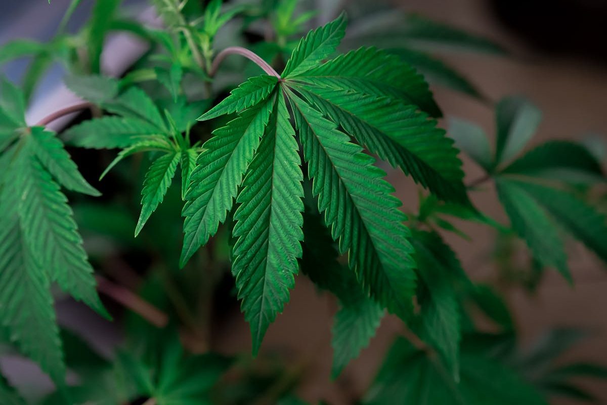 Close-up of cannabis leaves emblematic of early 1970s California cannabis culture