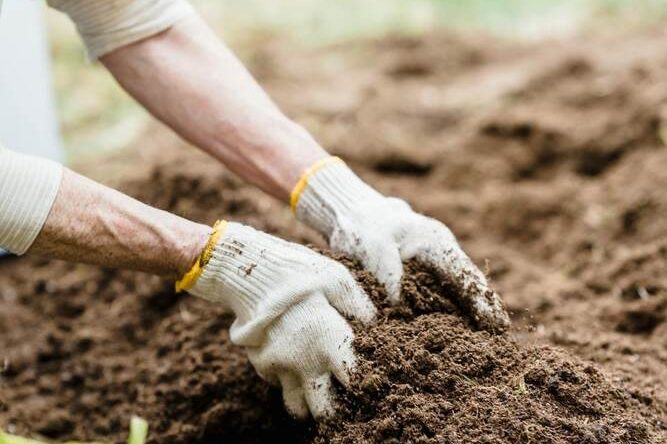 An older adult tending a garden, representing the 65+ demographic returning to or trying cannabis